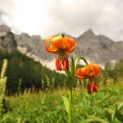 Biological Novelty as Source of Biodiversity in Mountains