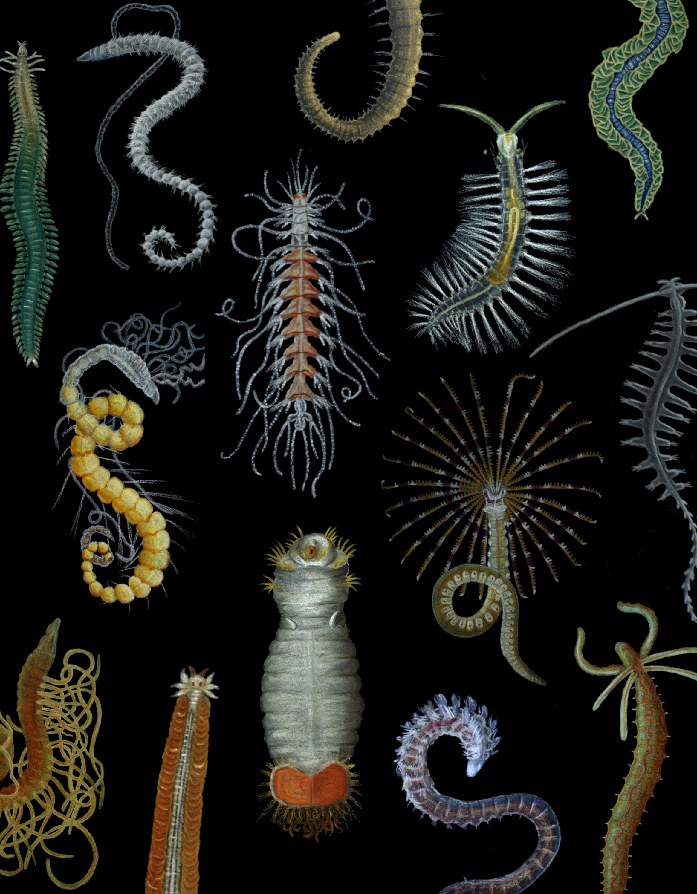 Diversity | Special Issue : Systematics and Diversity of Annelids