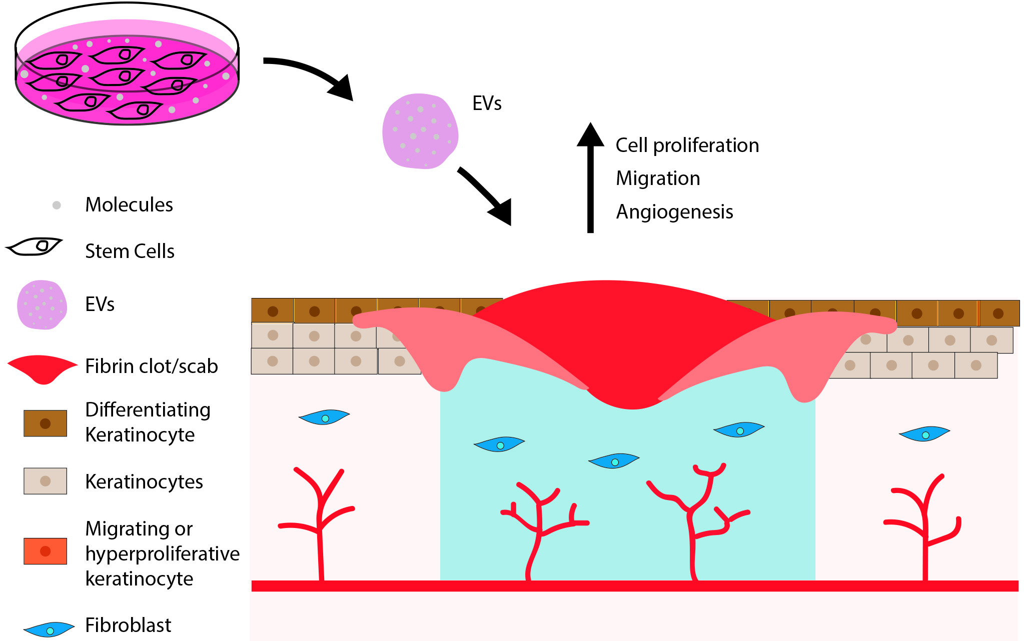 Stem Cell Extracellular Vesicles In Skin Repair Exosome Rna