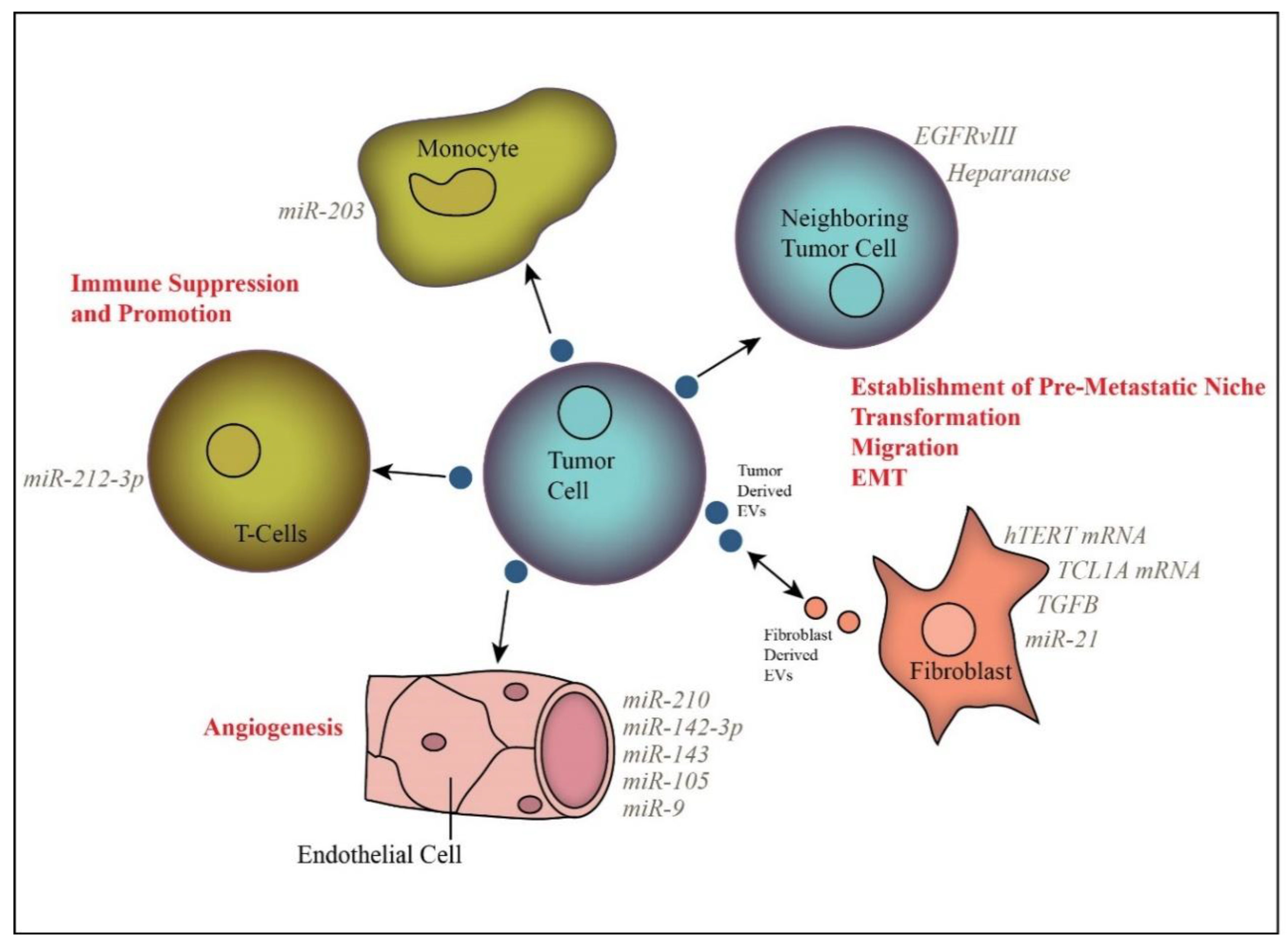 The Role Of Extracellular Vesicles In Cancer Cargo Function And