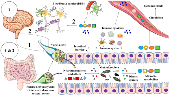 | Free Full-Text | Gut Microbiota in Major Depressive Disorder&mdash;Deep Insights Their Pathophysiological Role and Potential Translational Applications