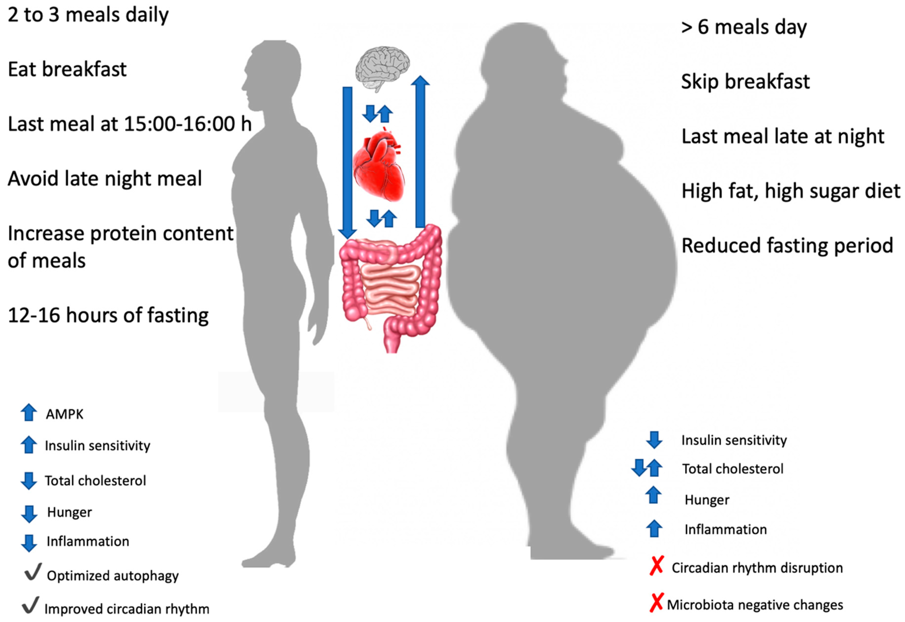 The Influence Of Meal Frequency And Timing On Health In Humans The Role Of Fasting Paoli Et Al 